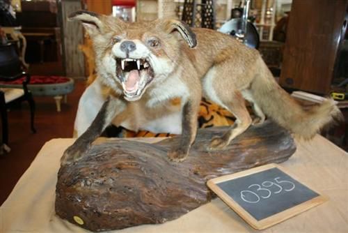 0395 - Volpe imbalsamata.jpg